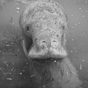 Manatee Digital Prints
