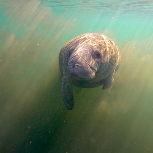 Manatee Photograph