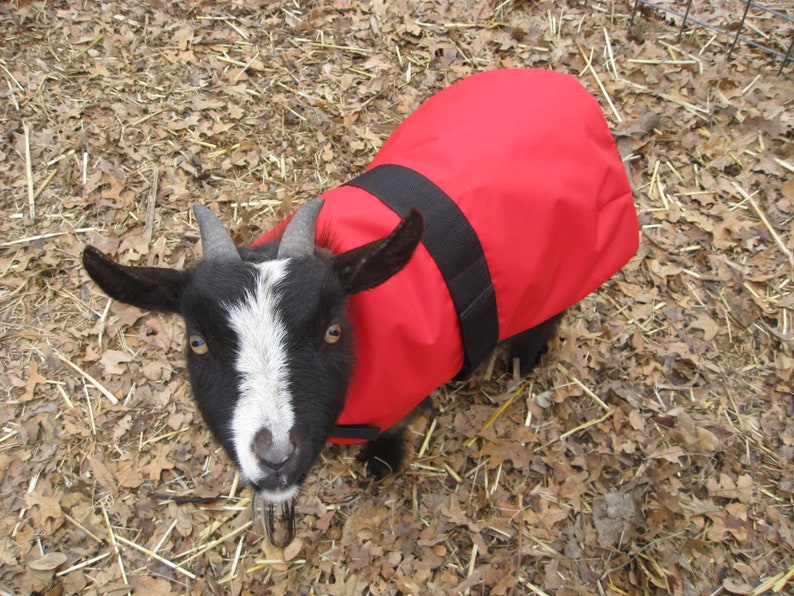 Insulated KID Goat Coat 14 Topline Perfect for Etsy