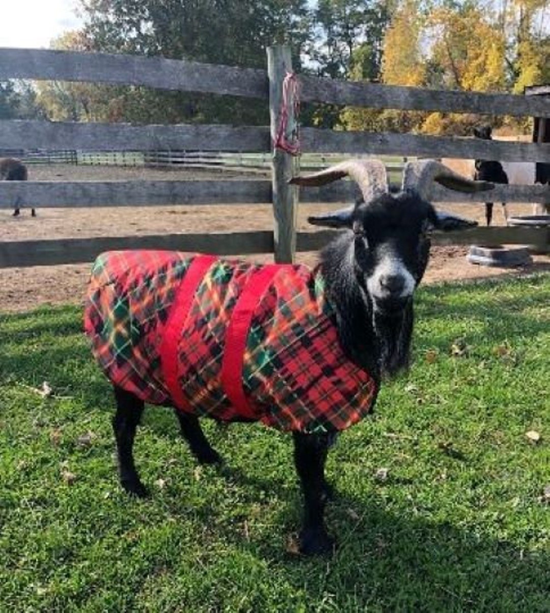 Insulated Goat Coat 24 Topline Perfect for Pygmies Etsy