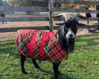 Könnte beinhalten: Eine schwarze Ziege, die einen rot-grünen karierten Mantel trägt. Die Ziege steht auf einer grasbewachsenen Wiese mit einem Holzzaun im Hintergrund.