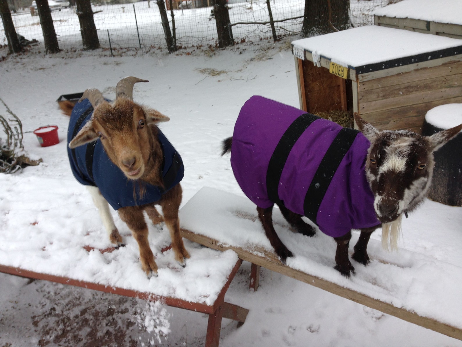 Insulated Goat Coat 24 Topline Perfect for Pygmies Etsy