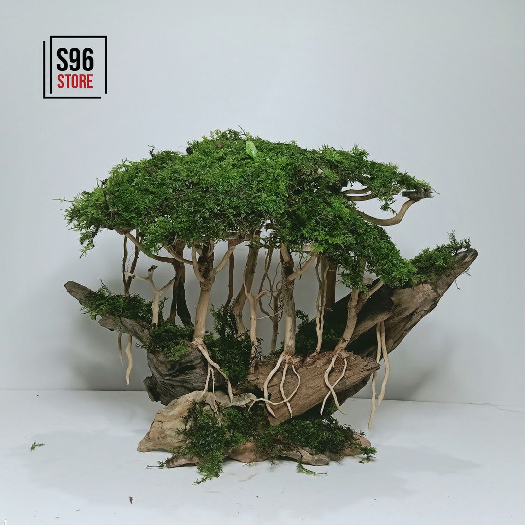 Aquarium bois flotté mousse bonsaï arbre aquascape bois Etsy France