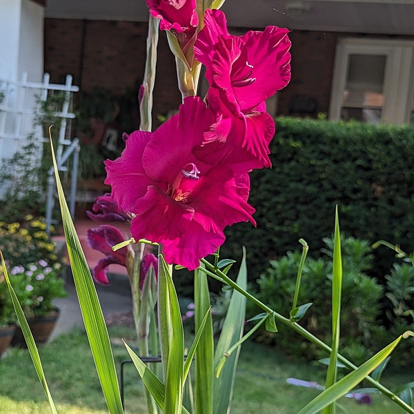 Gladiolus Plum Tart Starter Plant