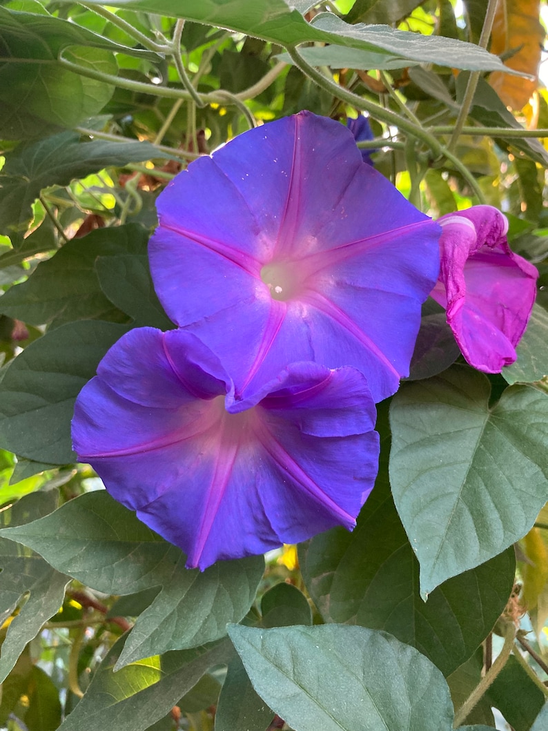 Ipomoea Indica Morning Glory - Thumbnail 3