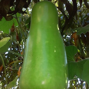 Opo Short Squash Lauki Short bottle gourd Non GMO Open Pollinated Seeds