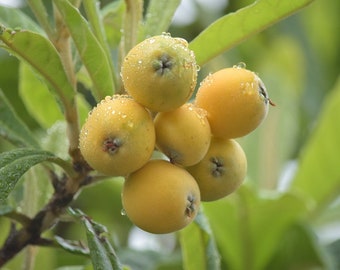 Loquat Tree Sweet Yellow Plum Seedling Live Starter Plant