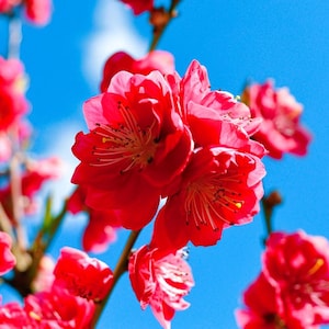 May include: Close-up of vibrant red flowers in full bloom against a bright blue sky. The flowers have multiple layers of petals and yellow stamens. The image captures the beauty of nature, possibly a flowering tree or bush.
