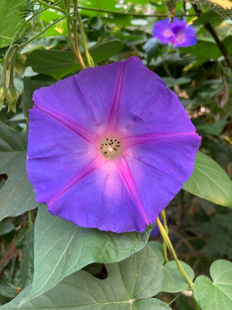 Ipomoea Indica Morning Glory - Thumbnail 4