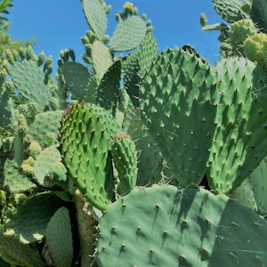 Opuntia Xoconostle, Opuntia Matudae Pad Cutting ready to be planted Orange Tuna fruit