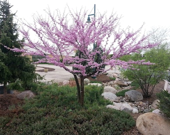 Cercis Canadensis Redbud Eastern Red Bud Judas Redbud Tree Seedling Live Plant