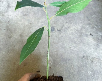 California Bay Laurel, Bay Leaf Tree, Bay Laurel, Laurel Especia Live Plant