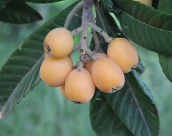 Orange Loquat Tree Sweet Yellow Plum Seedling Live Starter Plant 1-2 feet Tall