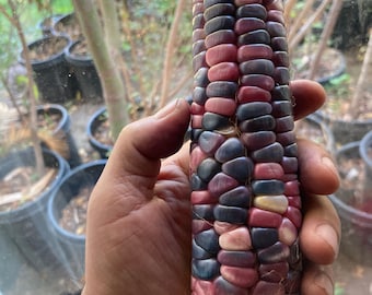 Open Pollinated,Heirloom Hominy Corn, Semilla de Elote Pozolero 50 Non GMO Seeds