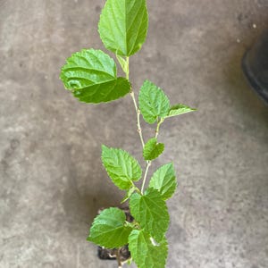 Mulberry Tree Rooted Live Plant