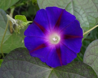 Purple Grandpa Ott Morning Glory Ipomoea purpurea Live Starter Plant