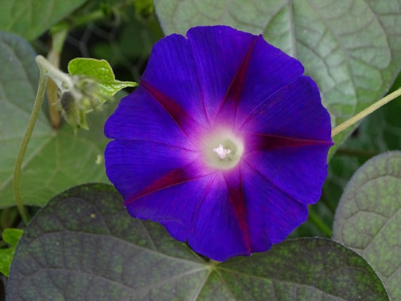 Purple Grandpa Ott Morning Glory Ipomoea purpurea Live Starter Plant