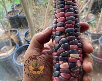 Polinización abierta, maíz Hominy Heirloom, Semilla de Elote Pozolero 50 Semillas sin OGM