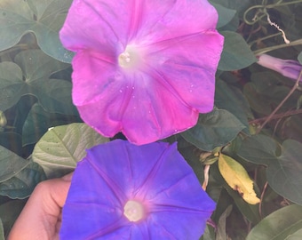 Ipomoea Indica Blue Dawn Morning Glory Live Plant
