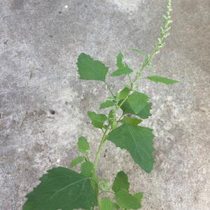 Goosefoot Heirloom Plant Lamb's Quarters Non GMO Live Plant