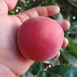 May include: A single, ripe peach with a smooth, red skin. The peach is held in a person's hand.