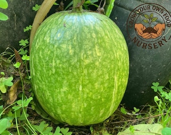 Cucurbita Ficifolia (Chilacayote), Alcayota Squash Heirloom Non GMO Seeds Very Rare