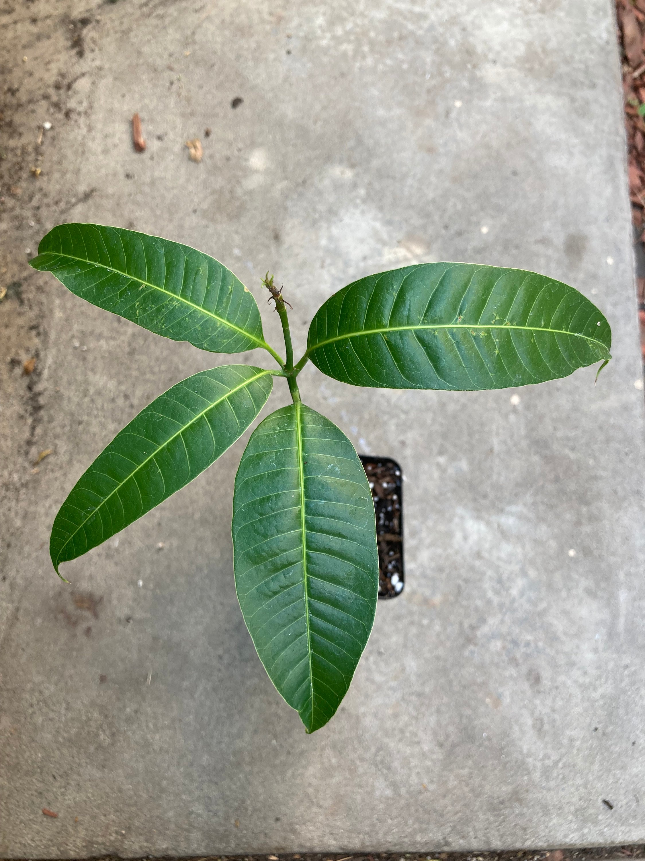 Super Rare Mingolo Indian Mango Seedling Live Plant