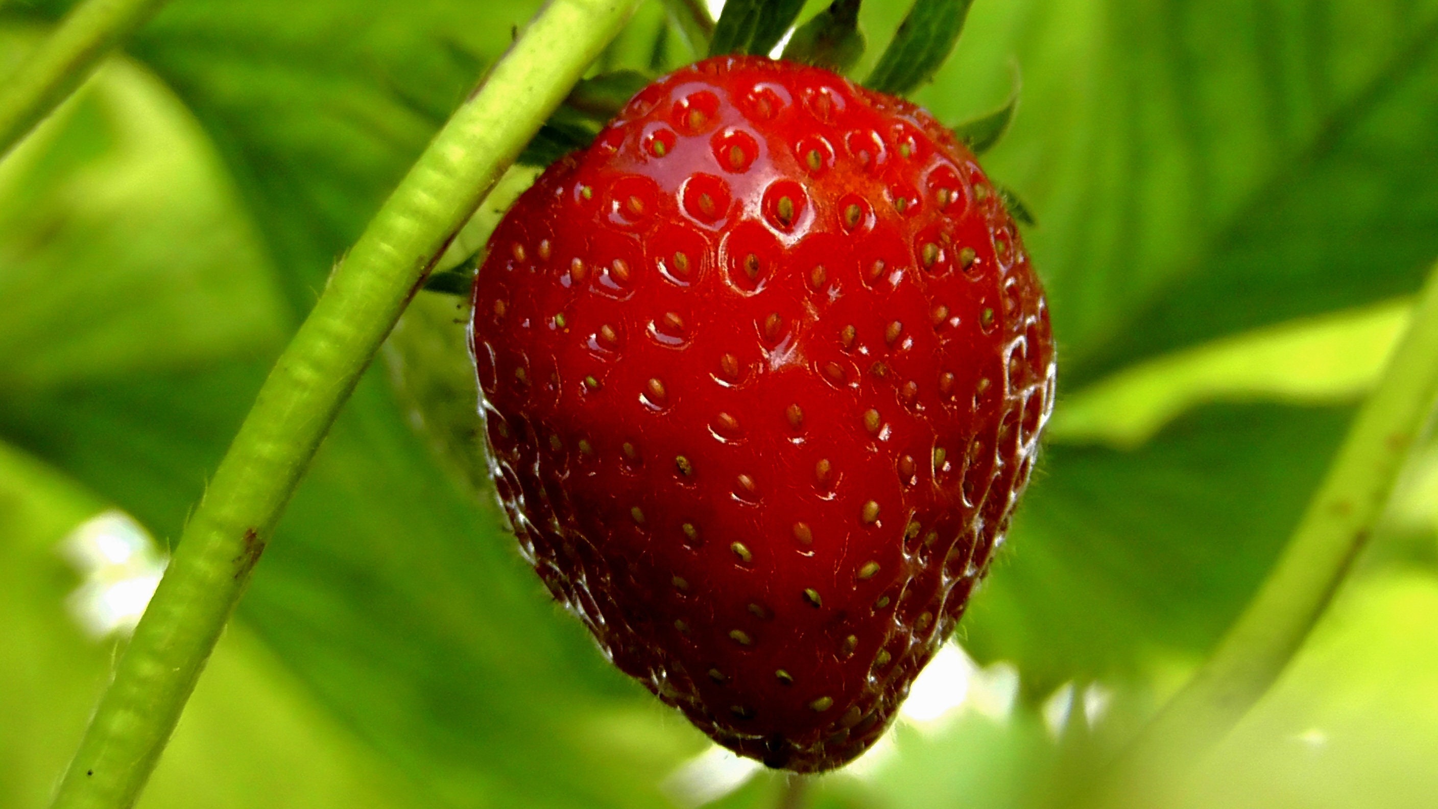 Eversweet ever Sweet Everbearing Strawberry Live Starter Plant Etsy
