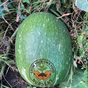 Green Figleaf Gourd (Cucurbita Ficifolia) Alcayota Squash Chilacayote Heirloom Non GMO Seeds Very Rare