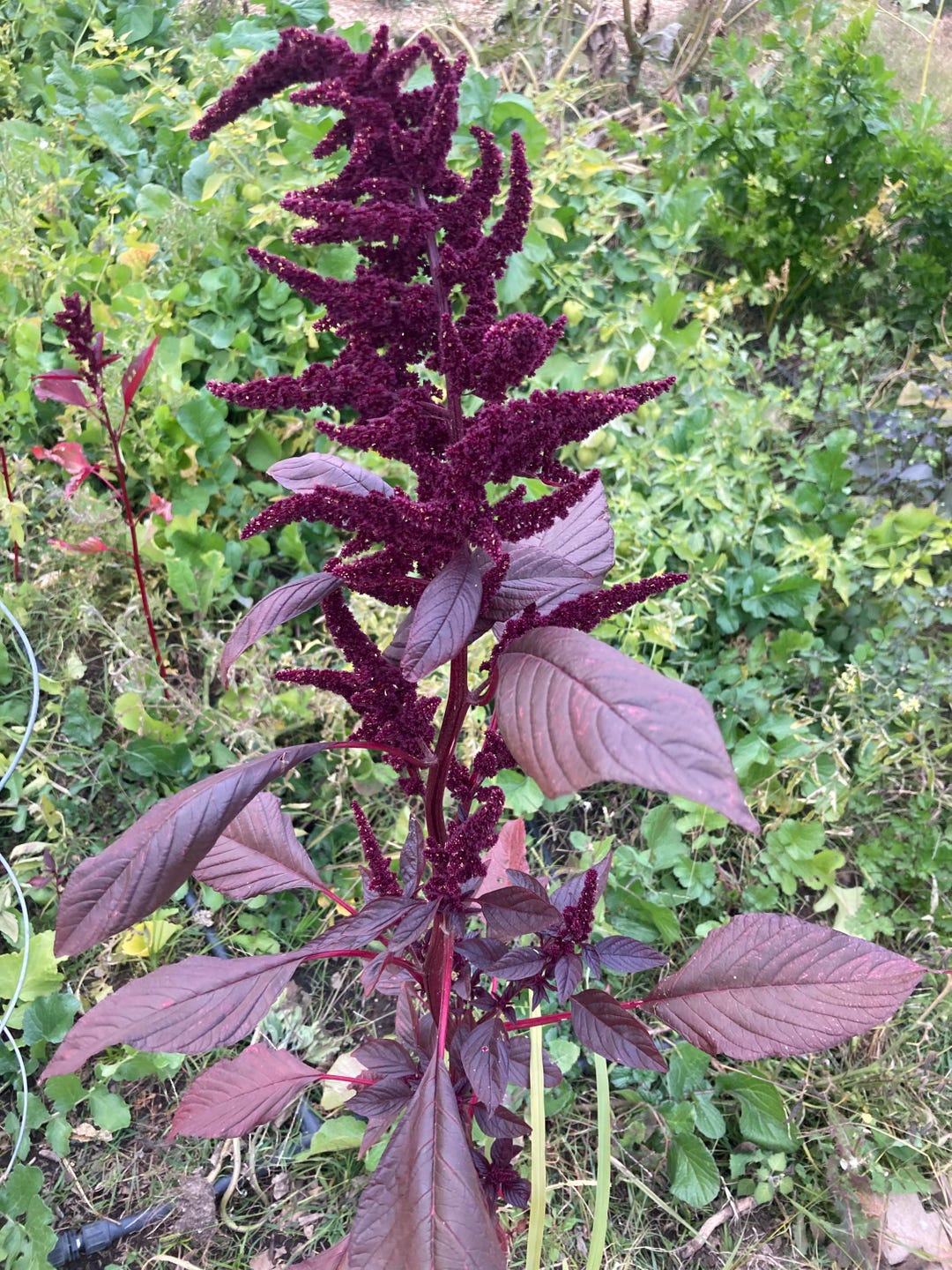 Hopi Red Dye Indian Amaranth Non GMO Heirloom Live Plant - Etsy