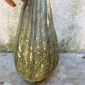 Calabaza verde moteada larga (pepita) Heirloom Muy raras 10 semillas no transgénicas