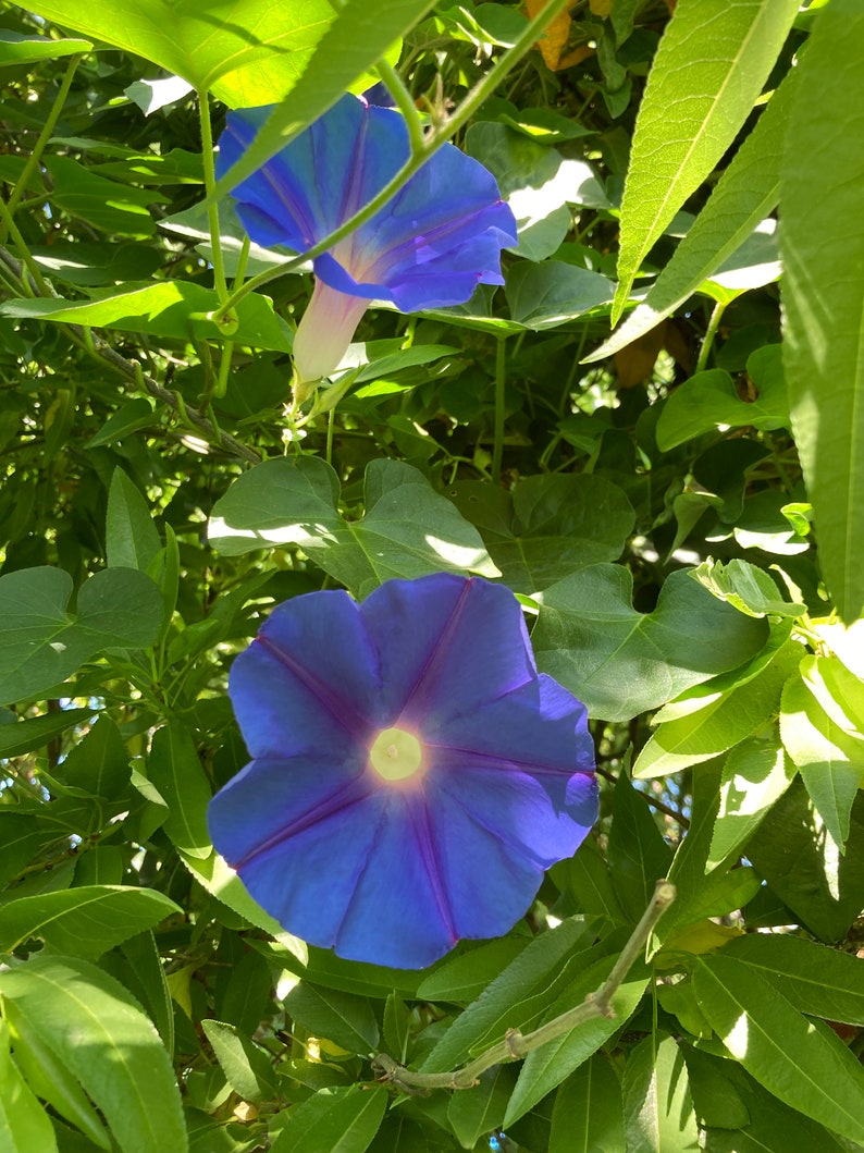 Ipomoea Indica Morning Glory - Thumbnail 5