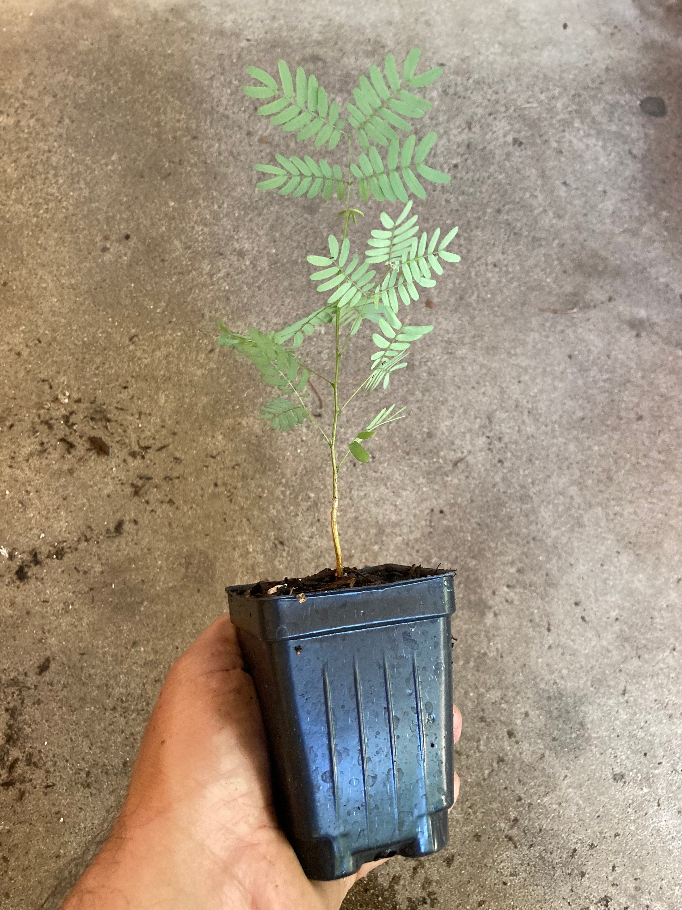 Guaje Huaje River Tamarind Miracle Tree Leucaena Leucocephala Live ...