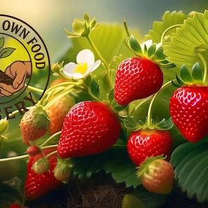 Eversweet Everbearing Strawberry Live Starter Plant