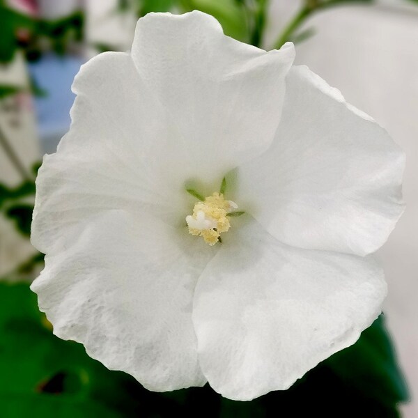 White Rose Of Sharon 6-10 Inches Tall Starter Plant