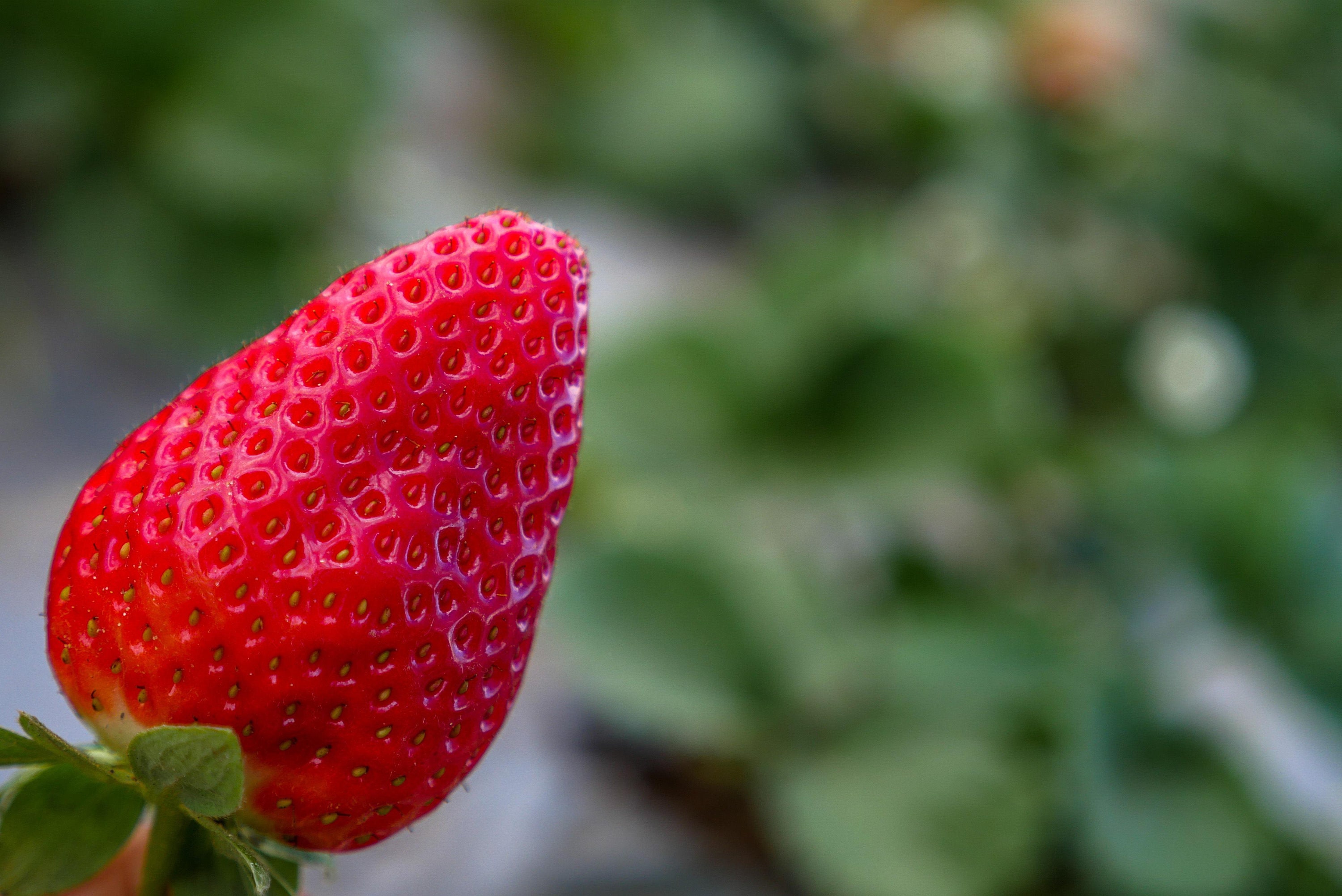 Ozark Beauty Everbearing Strawberry Live Starter Plant Etsy