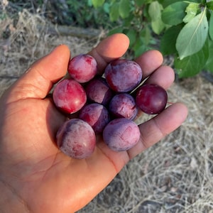 May include: A hand holding a collection of small, round, red and purple plums.