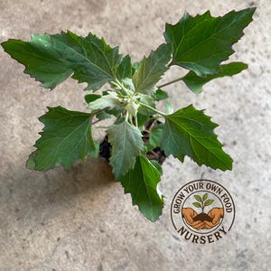 Wild Spinach, Fat Hen, Dungweed, White Goosefoot, Bathua, Pigsweed Plant, Lamb&#39;s Quarters Non GMO Live Plant