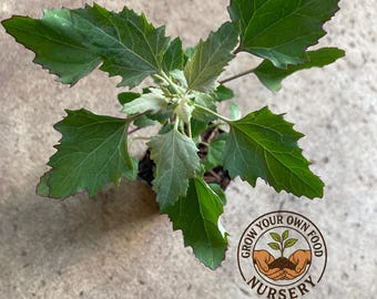 Wild Spinach, Fat Hen, Dungweed, White Goosefoot, Bathua, Pigsweed Plant, Lamb&#39;s Quarters Non GMO Live Plant