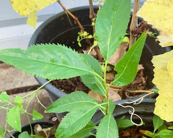 May include: A close-up of a small green plant with serrated leaves growing in a black pot. The plant is surrounded by brown mulch and a few yellow leaves.