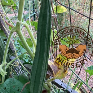 May include: A long, green ridged gourd growing on a vine, with a dark green color and vertical ridges. The gourd is surrounded by green leaves and a metal fence. The image includes a circular sign that reads "Grow Your Own Food Nursery."