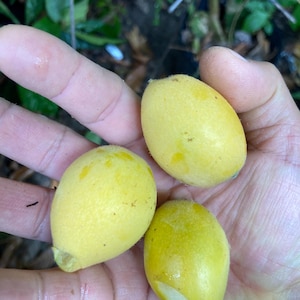 Organically Grown Yellow fruit Loquat Mispero Eriobotrya Japonica seedling
