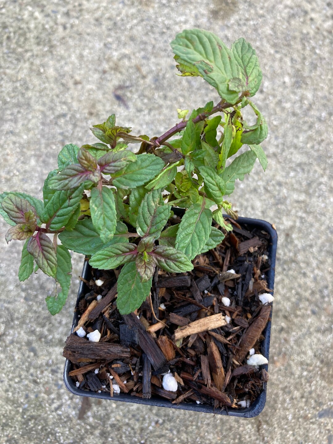 Amazing Cocoa Mint Plant Photos
