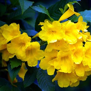 May include: Close-up of vibrant yellow flowers in full bloom, set against a backdrop of deep green and blue-green leaves. The flowers have a trumpet-like shape, and the image is well-lit, highlighting the details.