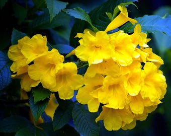 Tecoma stans, Yellow Bells, Retama, Tronadora, Live Starter Plant
