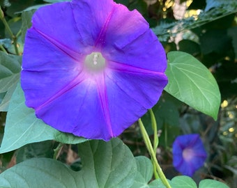 Ipomoea Indica Blue Dawn Morning Glory Live Plant