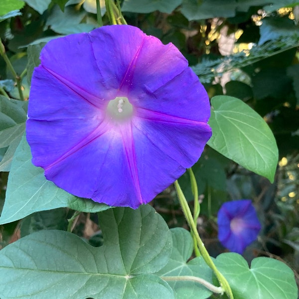 Ipomoea Indica Blue Dawn Morning Glory Live Plant