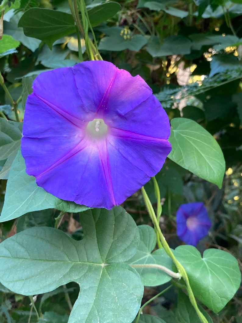 Ipomoea Indica Morning Glory