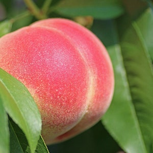 May include: A close-up of a ripe peach on a tree branch, surrounded by green leaves. The peach has a vibrant red and yellow color, with a slightly fuzzy texture. The image is well-lit, highlighting the fruit's details.