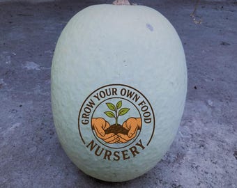 Open Pollinated White Chilacayote Figleaf Gourd (Cucurbita Ficifolia) Alcayota Squash Heirloom Seeds Very Rare